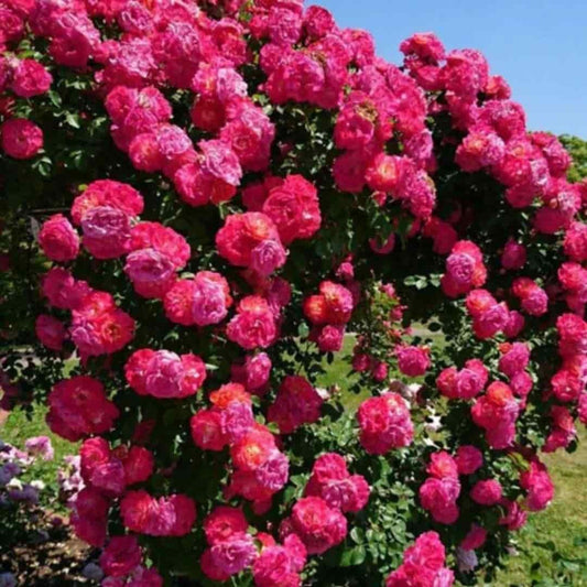 Real Elegant Climbing Rose Flower Seeds - Blooming (UK Imported)