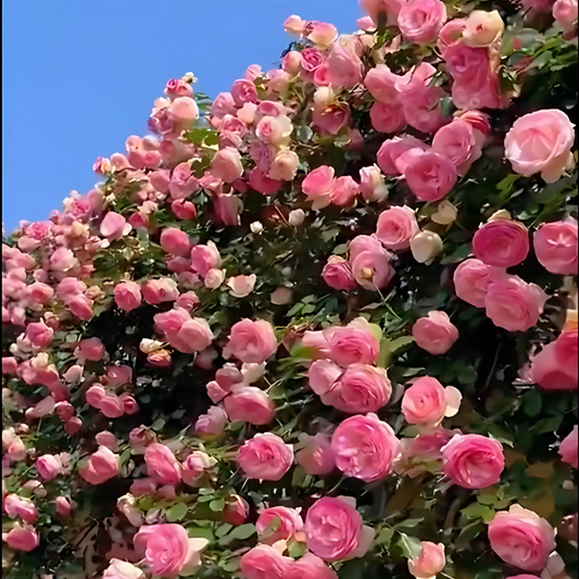 Real Elegant Climbing Rose Flower Seeds - Blooming (UK Imported)