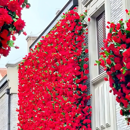 Real Elegant Climbing Rose Flower Seeds - Blooming (UK Imported)