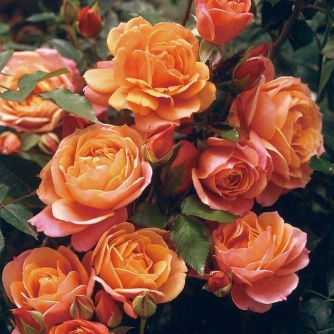 Real Elegant Climbing Rose Flower Seeds - Blooming (UK Imported)