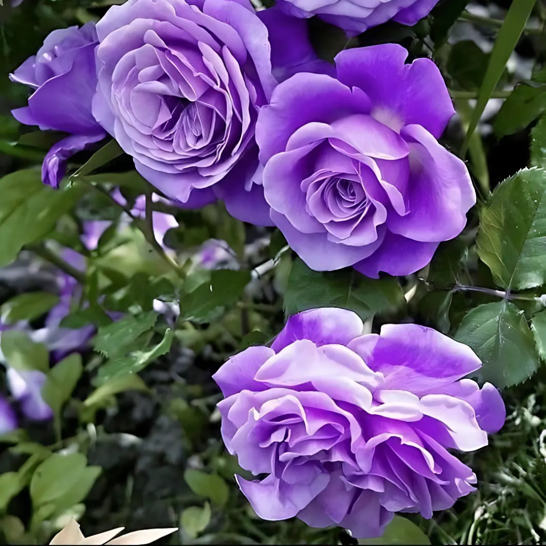 Real Elegant Climbing Rose Flower Seeds - Blooming (UK Imported)