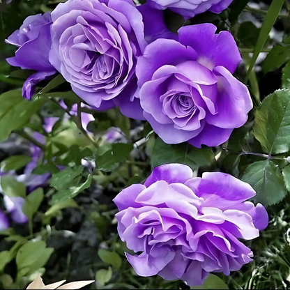 Real Elegant Climbing Rose Flower Seeds - Blooming (UK Imported)