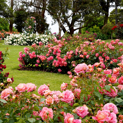 Real Elegant Climbing Rose Flower Seeds - Blooming (UK Imported)